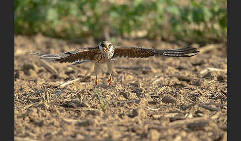 Rotfußfalke (Falco vespertinus)