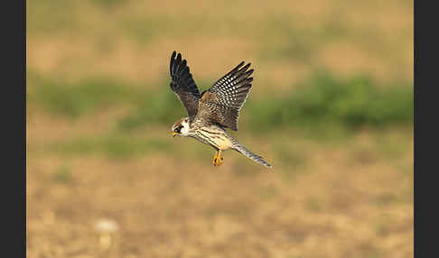 Rotfußfalke (Falco vespertinus)