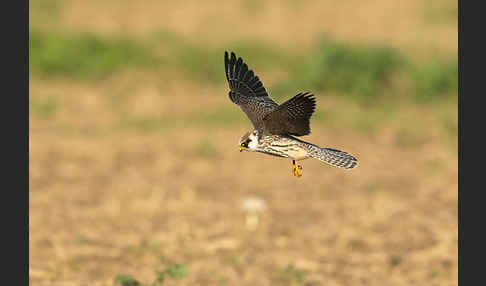 Rotfußfalke (Falco vespertinus)