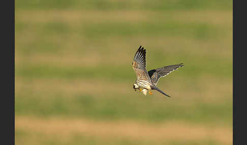 Rotfußfalke (Falco vespertinus)