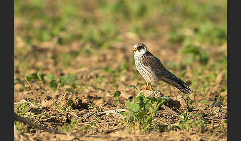 Rotfußfalke (Falco vespertinus)