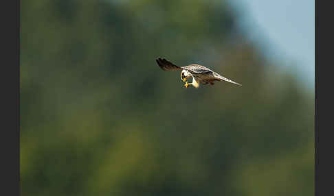 Rotfußfalke (Falco vespertinus)