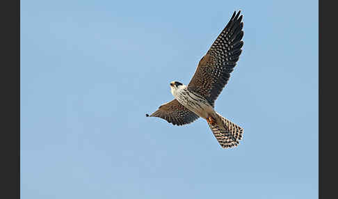 Rotfußfalke (Falco vespertinus)