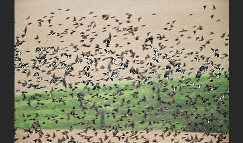 Kiebitz (Vanellus vanellus)