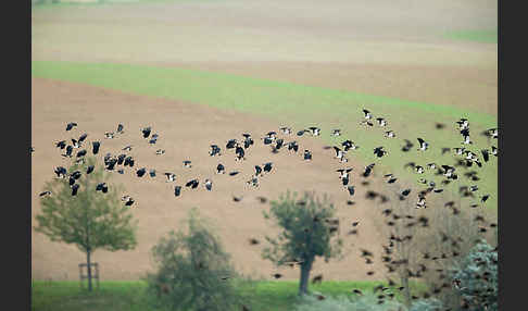 Kiebitz (Vanellus vanellus)