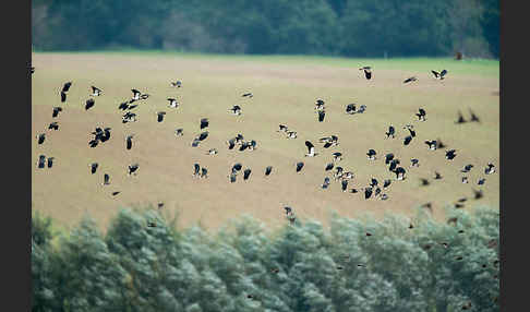 Kiebitz (Vanellus vanellus)