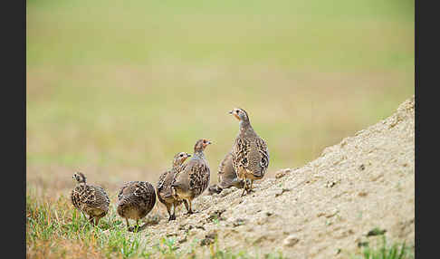 Rebhuhn (Perdix perdix)