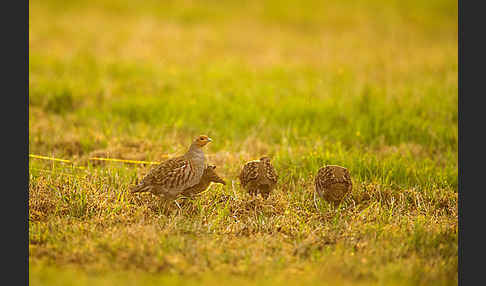 Rebhuhn (Perdix perdix)