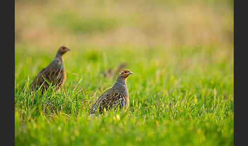 Rebhuhn (Perdix perdix)