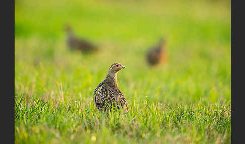 Rebhuhn (Perdix perdix)