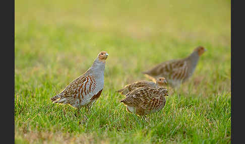 Rebhuhn (Perdix perdix)