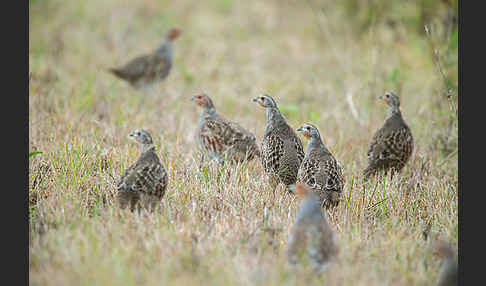 Rebhuhn (Perdix perdix)