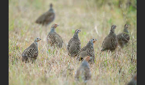 Rebhuhn (Perdix perdix)