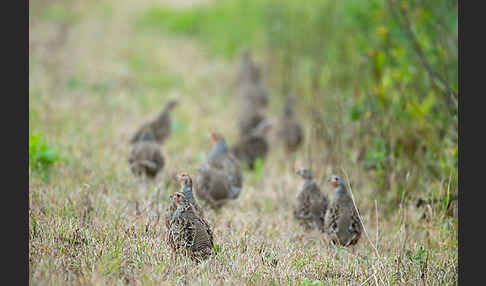 Rebhuhn (Perdix perdix)