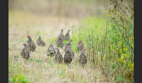 Rebhuhn (Perdix perdix)