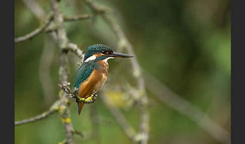 Eisvogel (Alcedo atthis)