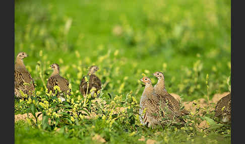 Rebhuhn (Perdix perdix)