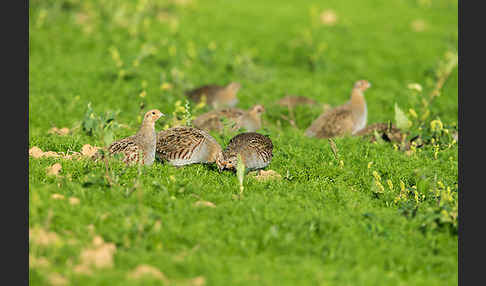 Rebhuhn (Perdix perdix)