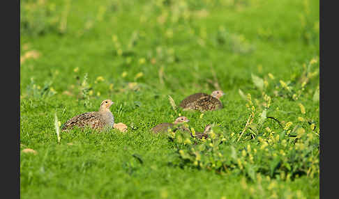 Rebhuhn (Perdix perdix)