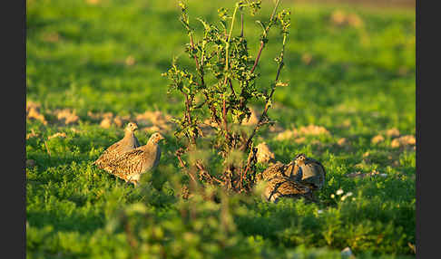Rebhuhn (Perdix perdix)