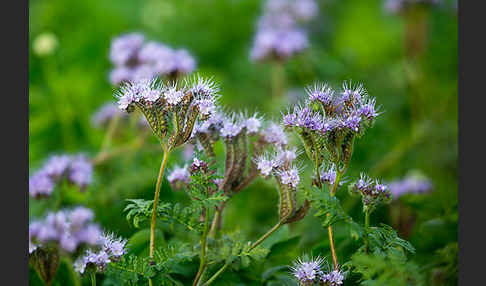 Bienenfreund (Phacelia)