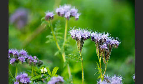 Bienenfreund (Phacelia)