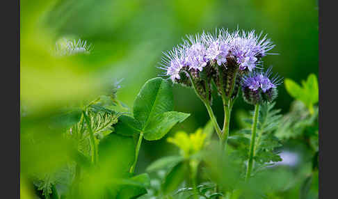 Bienenfreund (Phacelia)