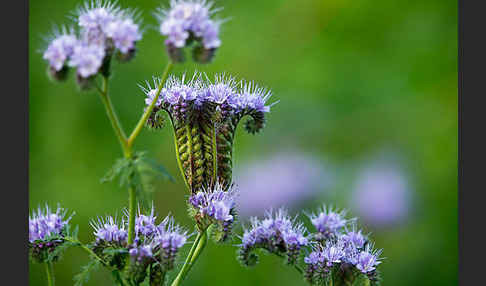 Bienenfreund (Phacelia)