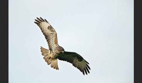 Mäusebussard (Buteo buteo)