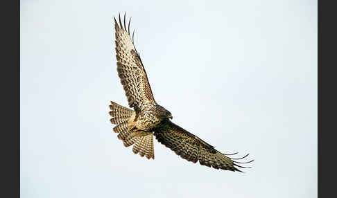 Mäusebussard (Buteo buteo)