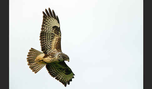 Mäusebussard (Buteo buteo)