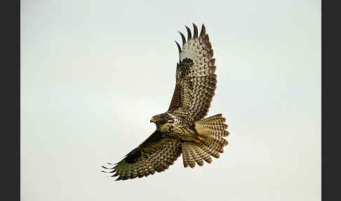 Mäusebussard (Buteo buteo)