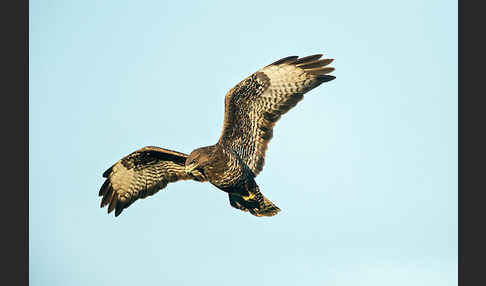 Mäusebussard (Buteo buteo)