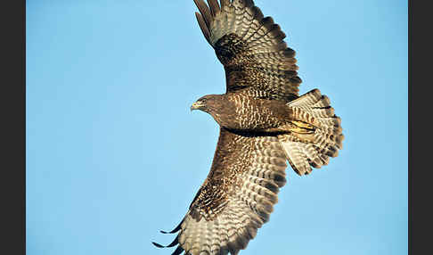 Mäusebussard (Buteo buteo)