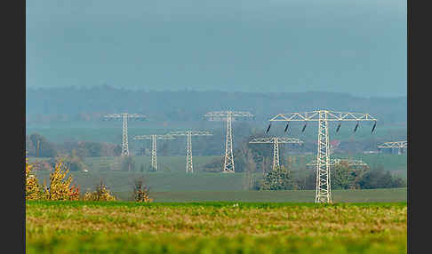 Stromleitung (Freileitung)