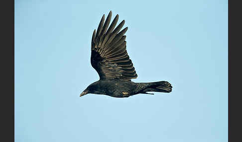 Rabenkrähe (Corvus corone corone)