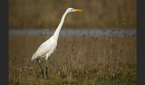 Silberreiher (Egretta alba)