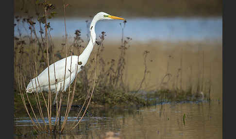 Silberreiher (Egretta alba)