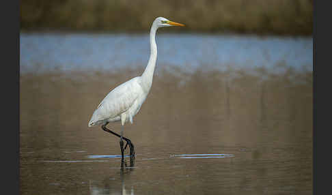 Silberreiher (Egretta alba)