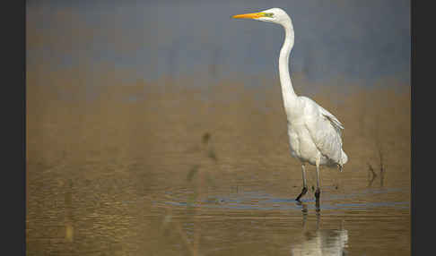 Silberreiher (Egretta alba)