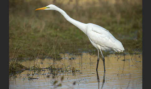 Silberreiher (Egretta alba)