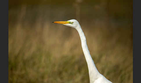 Silberreiher (Egretta alba)