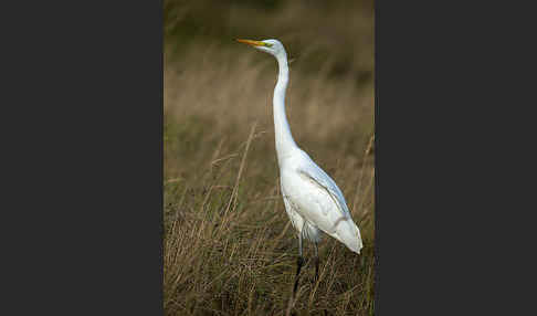 Silberreiher (Egretta alba)