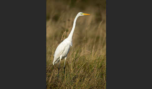 Silberreiher (Egretta alba)