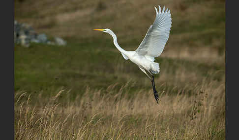 Silberreiher (Egretta alba)