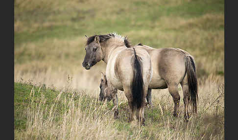 Konik (Equus caballus sspec.)