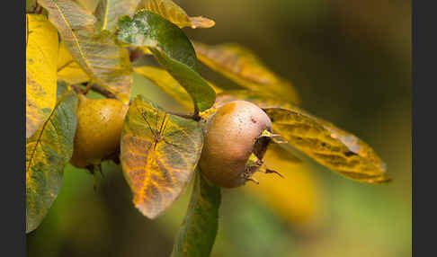 Echte Mispel (Mespilus germanica)