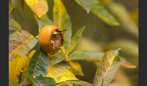 Echte Mispel (Mespilus germanica)