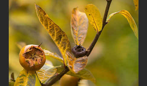 Echte Mispel (Mespilus germanica)