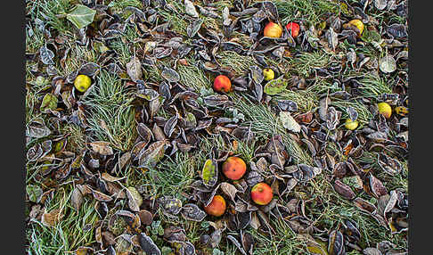 Streuobstwiese (meadow orchard)